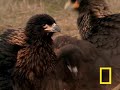 A bird called the Johnny Rook gets right 'in your face.' Known as the Falkland Island's 'flying devils' -- these clever animals band together in their youth to terrorize creatures great and small. See all National Geographic Videos: video.nationalgeographic.com