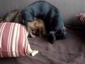 Salchicha video
