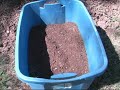 Vegetable Garden  Starting onions from seed