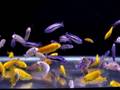Mbuna fry feeding