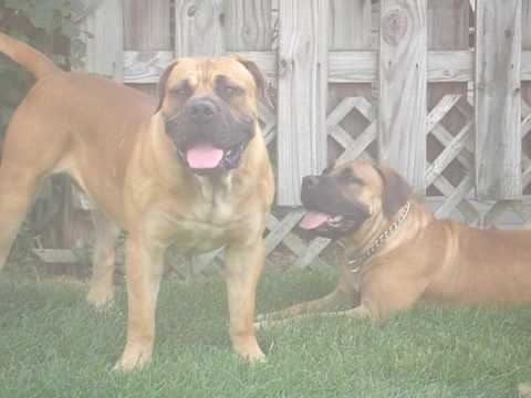 boerbull