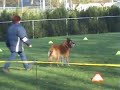 Tervuerense Herder GG3 Tervuerense Herder GG3