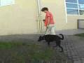 videos de gentle leader jean donaldson e Ian Dunbar.flv