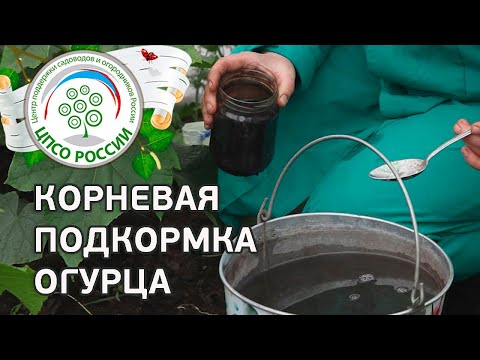 Огурцы - корневая подкормка в теплице. Выращивание огурцов.