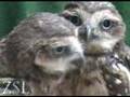 Baby owl clips