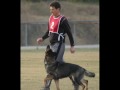 2008 Masters World Dog Sport Tournament