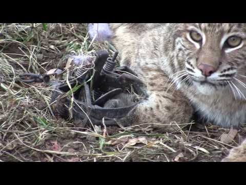 how to harvest coyote urine