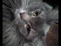 My cat