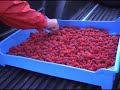 Raspberry Harvest