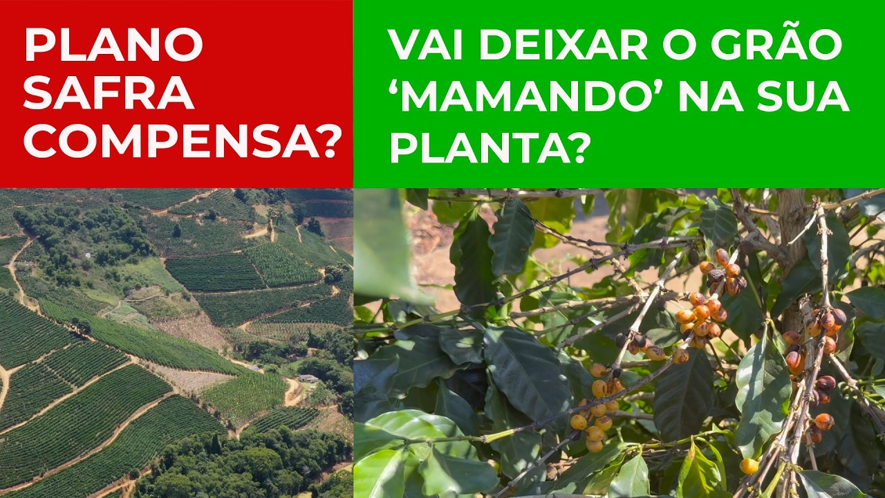 O PREJUIZO de DEIXAR CAFÉ no pé NÃO é só a BROCA. Pode tambem TIRAR O Vigor da sua planta