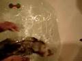 Ferret Bath