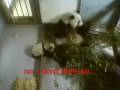12/17/08~Xi Lan, Trying To Go Over Rail~4 29min 12/17/08~Xi Lan, Trying To Go Over Rail~4 29min