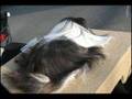 Cavy Breeds