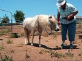 Pony Clicker Training Lesson