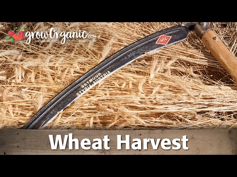 how to harvest grain