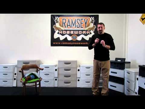 how to train nosework