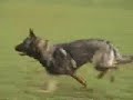 8 months old obedience and protection