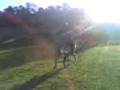 videos de salto de cavalo