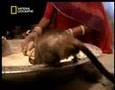miles de ratas viviendo entre personas en la india