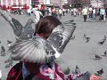 Trafalgar Square Pigeons & Samara