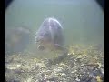 Underwater Carp fishing www.carpsearcher.com