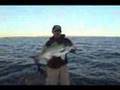 Husky Highwater Hybrids- Giant Wiper on Topwater