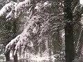 caccia con setter inglese kim fantastico video a beccacce mentre nevica caccia con setter inglese kim fantastico video a beccacce mentre nevica
