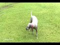 Dog Wallowing in the Mud
