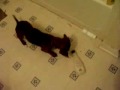 Maxie Boy 2