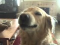 Funny Dog: The golden smile-retriever!