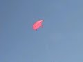 When Pigs Fly!