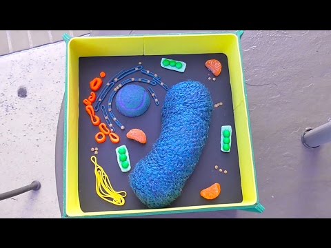Make a cell model at home Make a cell model at home
