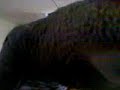 Billy Budd video-2009-12-05-12-33-59