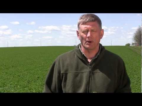 how to replant alfalfa