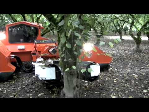 how to harvest hazelnuts