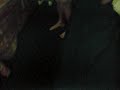 Buffalo soldier Numberwang Rasta part 5 Buffalo soldier Numberwang Rasta part 5