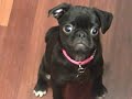 Bella the newest addition