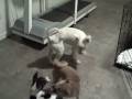 title="Dog