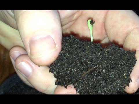how to transplant pomegranate tree