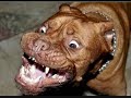 One man choir  Coro Perros y Gatos.wmv