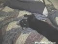 Talking cat