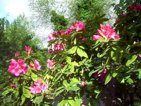 how to transplant oriental poppies