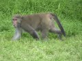 Seeing a monkey