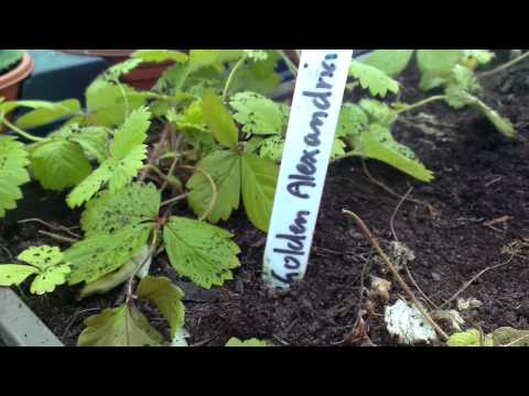 how to transplant strawberry plants into pots