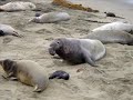 Big Sur, CA, USA, elephant seals and pups