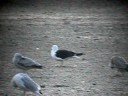 Lesser Black-backed Gull (2)