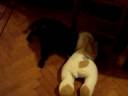 Pups van Eyrin 10 Pups van Eyrin 10