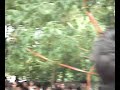büyük halay YBAL