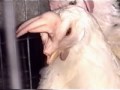 crueldad y maltrato contra los animales 2