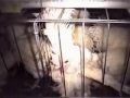 crueldad y maltrato contra los animales 2